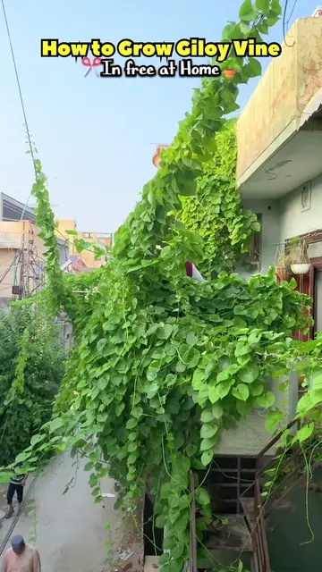 How to grow Giloy Vine from cutting in free At Home 😍😮🍃✂️ #gardeningtips #bud