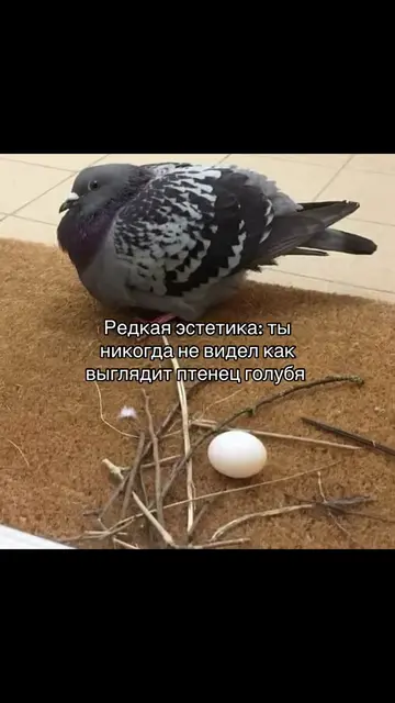 Кто вообще видео в живую.. #щп #щитпост #pigeon #fyp #elbruso 