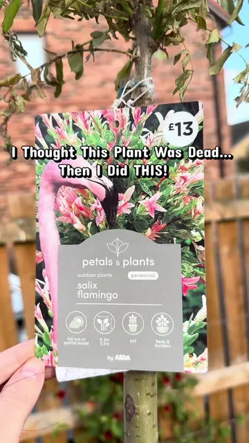 🌿 Can you really save a dying plant? I found this beautiful Flamingo Willow red
