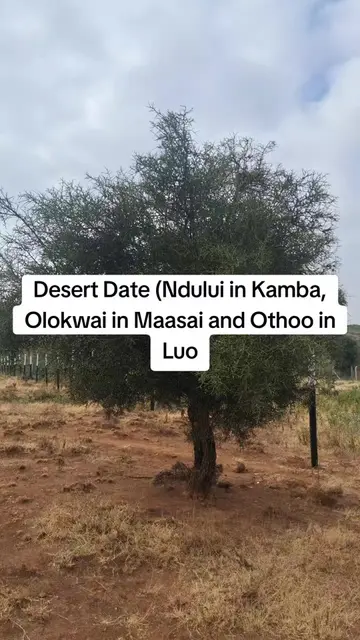 Why Desert Date Is One of the Most Valuable Trees for Dryland Communities When d