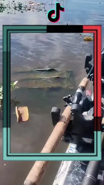 On The Water 😂 #lol #fyp #turtle #lmao #wow