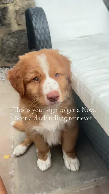 The cutest puppy 🥹🧡 #novascotiaducktollingretriever #dogsotiktok #dogsvideo #t