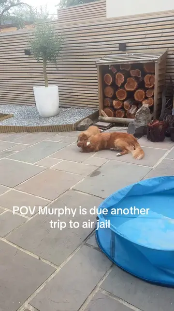 Acting like he didn’t just get caught… #puppytantrum #novascotiaducktollingretri