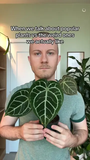 🥲🥲🥲 #plants #plantsoftiktok #planttiktok #PlantTok #rareplants 