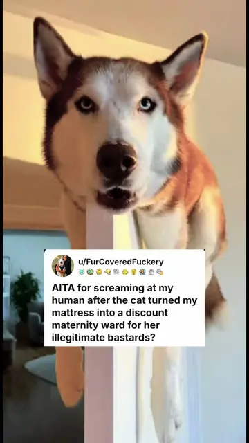 AITA for screaming at my Purina Prostitute? #huskiesoftiktok  #dogsoftiktok #cat