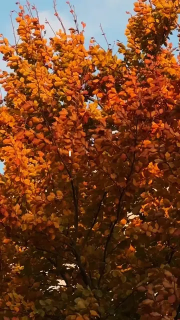 for everyone secretly waiting for fall 🍂 #cozyvibes #fallseason #autumn #mornin