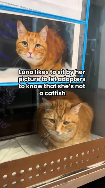 Luna (251947) is adoptable at Queens ACC! https://nycacc.app/#/browse/251947 Lun
