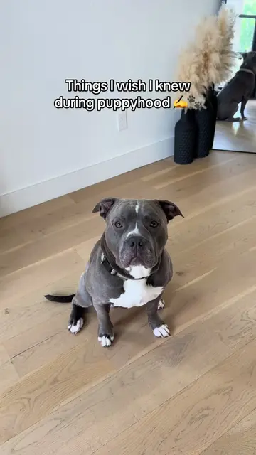 Who’s ready for the next lesson? #dogsofttiktok #doglifestyle #adogslife #funnyd