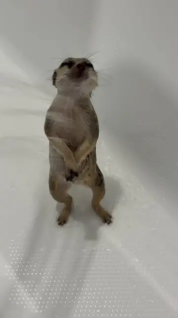 You’ve never seen anything like this before 😂 Такого вы еще не видели 😂 #сурик