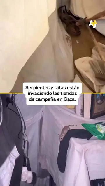 Los palestinos de Gaza tienen que lidiar con serpientes y ratas en sus tiendas d