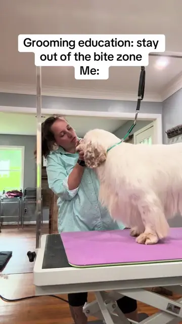 What’s a bite zone? #fyp #doggroomer #clumberspaniel #thegroomeryandco #smallbus