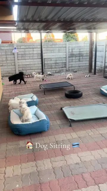 We provide 24hrd Dog sitting services in Gaborone Block 6- for both long stays u