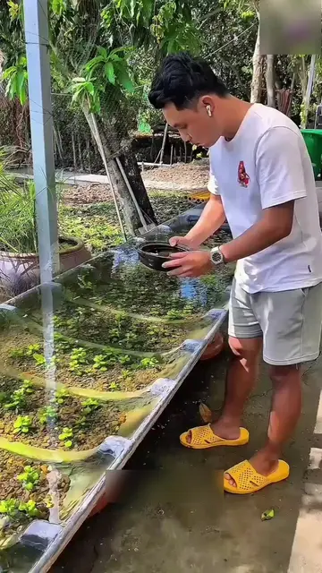 He Built an Incredible Outdoor Fish Paradise! 🐠✨#aquariumtok #aquascape #fishpo