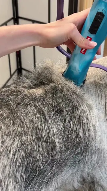 He drove all the way   to Texas #grooming #doggrooming #dog #groomingtips #dogto