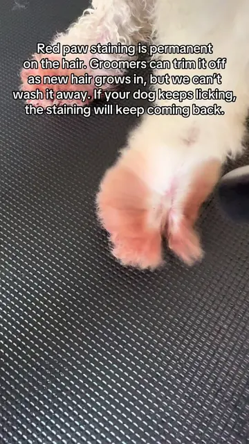Red paw staining isn’t dirty paws. It’s called porphyrin staining, and no shampo