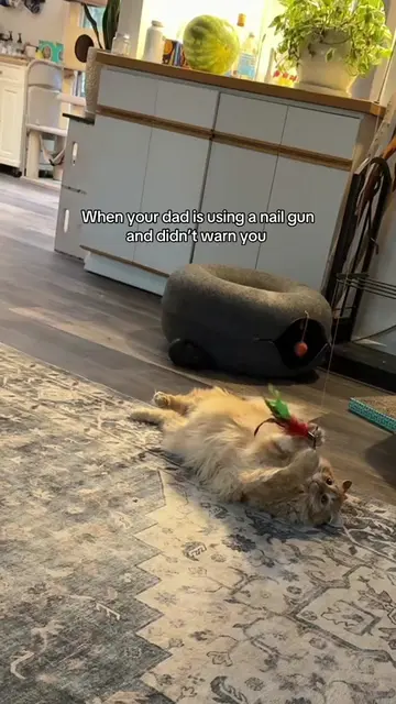 The turkey leg is turkeying #catlady #catsoftiktok 