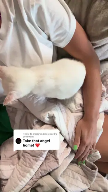 Replying to @mrsbrandidelegard still think this cat belongs to someone bc how is