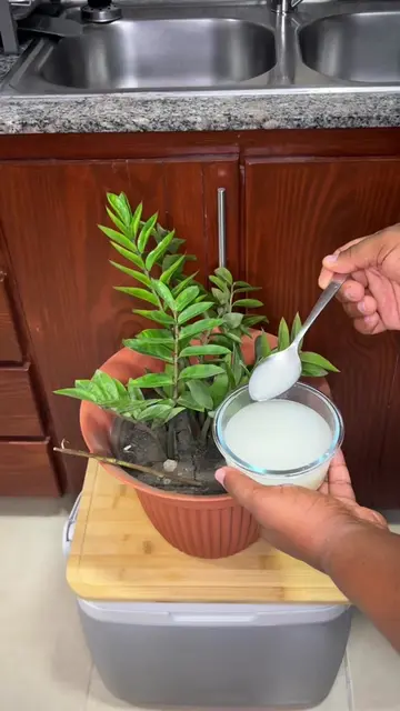 El secreto del Arroz y el Limón para hacer crecer tus plantas! 🌾🍋 ¿Tus plantas