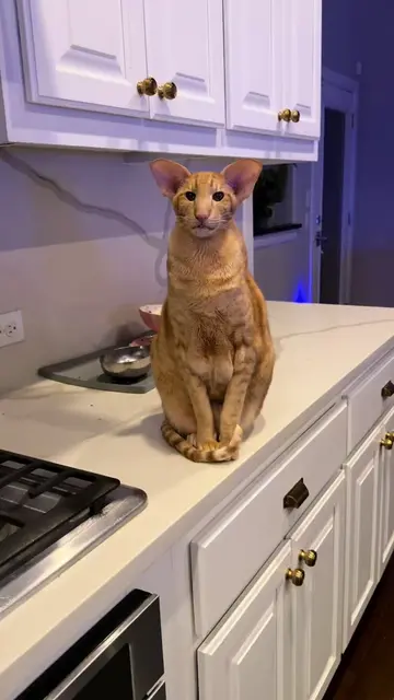 Keebler says dinner isn’t complete without dessert! He sure knows how to get his