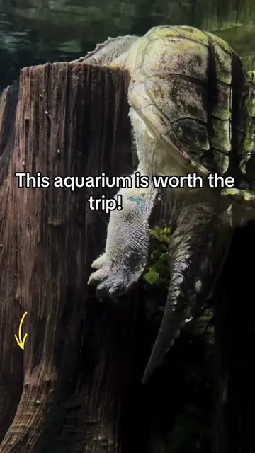 For just $59, this pass gives you access to the Adventure Aquarium plus other po