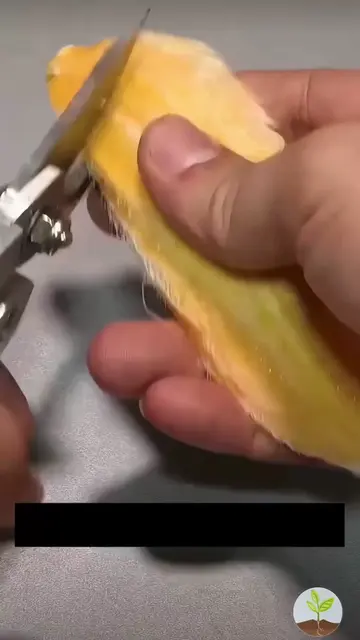 Learn a popular step-by-step method for germinating a mango seed and watching it