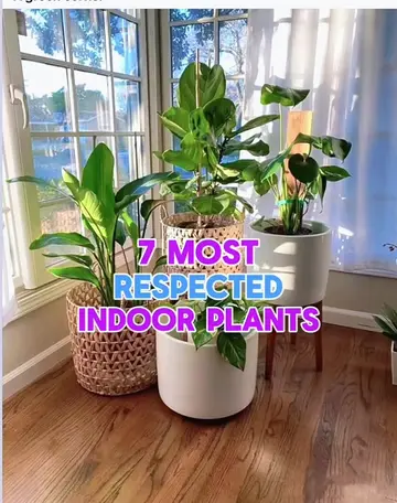 : 7 Most Respected Indoor Plants That Never Go Out of Style These seven indoor p