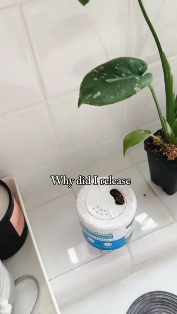 And THAT is why I do not have any Calatheas. While I do love Calatheas, they wer