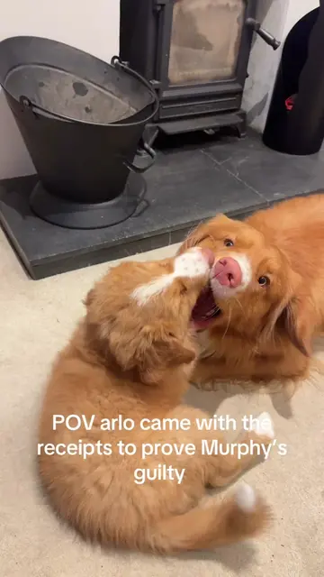 Justice for arlo …. #novascotiaducktollingretriever #puppytantrum #dogsotiktok #
