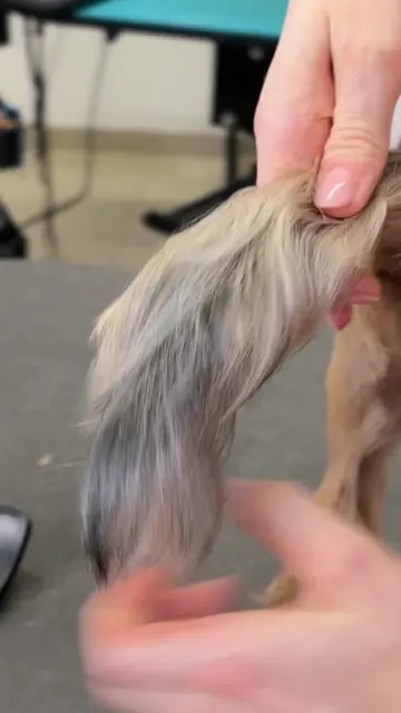 #grooming #groomingtips #doggrooming #dogtok #dog 