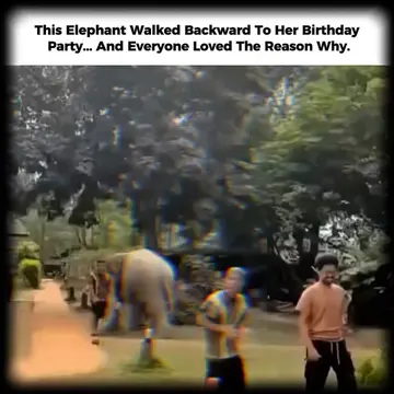 At an elephant sanctuary in Thailand... A rescued elephant celebrated her birthd