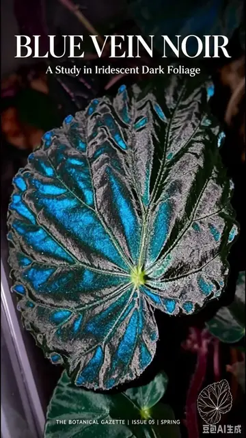 Just want to share 😎#plants #houseplant #homedecor #begonia 