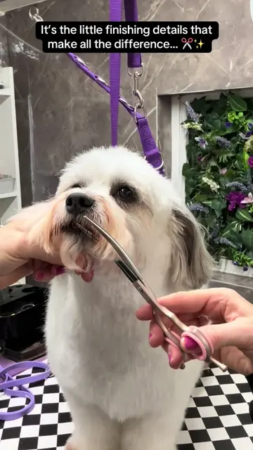The final finishing touches are what bring the whole groom together. ✂️🐻✨ Tiny 