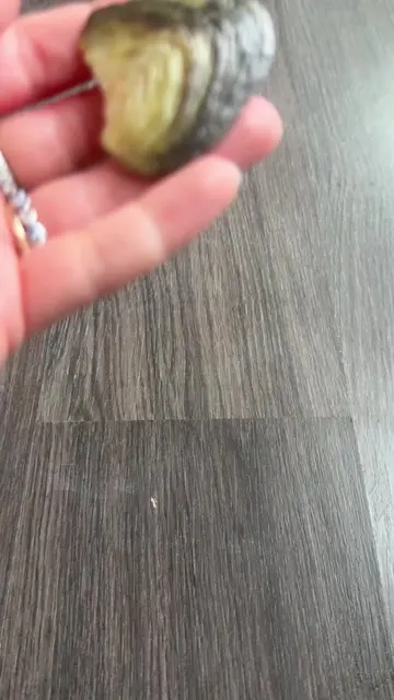 Turns Out You Can Trick an Oyster into Making a Pearl on Purpose  It’s true! One