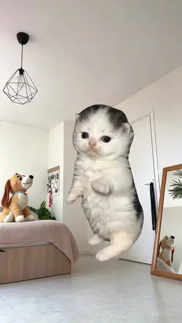 Three cute kittens from  form a tiny dance crew, poppin’ it and hitting synchron