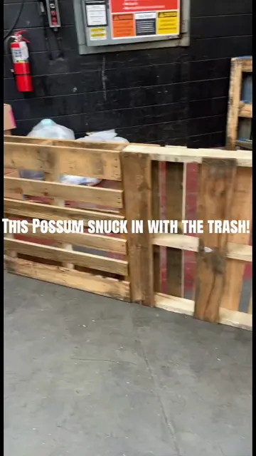 POV: A possum decided to clock in today… 😂 He snuck into the store between the 