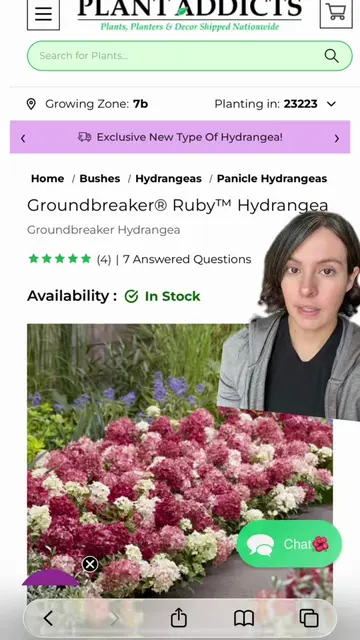 Groundbreaker ground cover hydrangea restock alert! There is a link in my bio - 