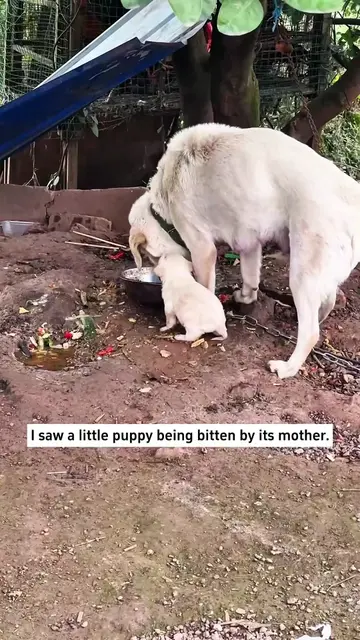 Rescue a puppy . #rescue #puppy #dog #animals 