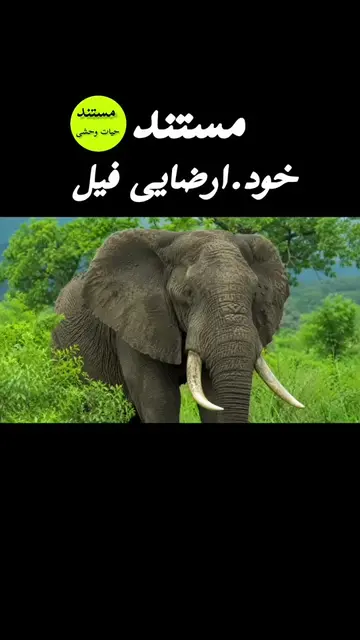 #گمشو_برو_فوریو_روانی  #فالو_کند_دوستان_عزیزم_جبران__میشه  #تیک_تاک_ایران 