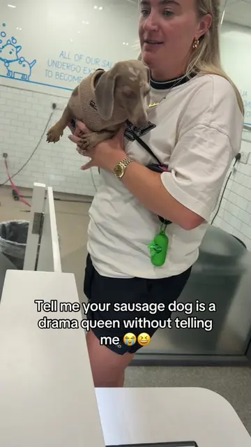 Oh Luna it’s just your nails 😭😆 #sausagedogsoftiktok #funnytiktokvideo #sausag
