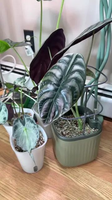 My favorite self watering planters 💚💚 #plants #houseplants #PlantTok #planthac