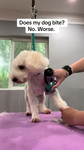 I’d rather be bitten. #fyp #doggroomer #thegroomeryandco #smallbusinessowner 