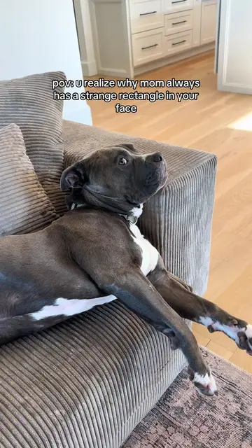 He did not approve of these🤣 #dogtok #funnydogs #funnydogpics #funnydogvideos #