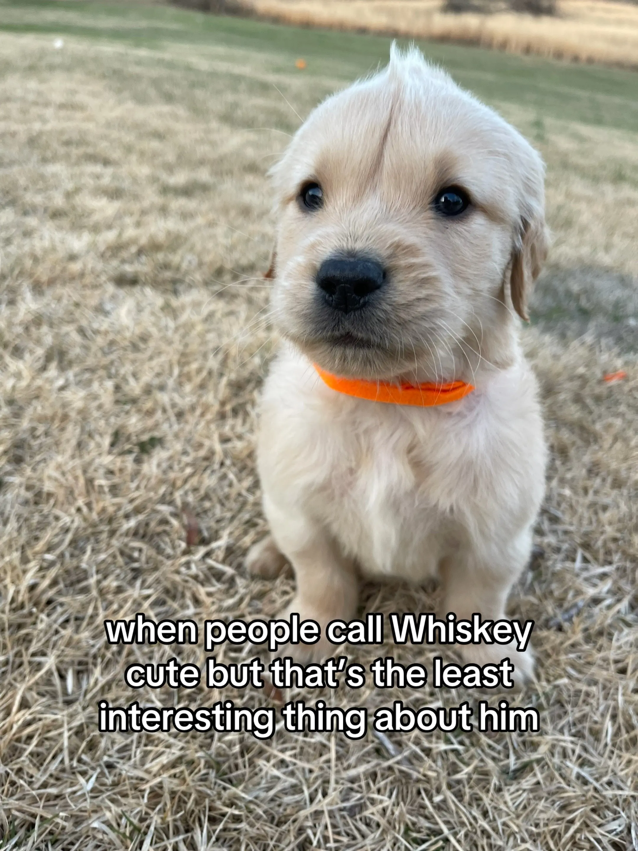 Last one is def best one #dogsoftiktok #goldenretriever 