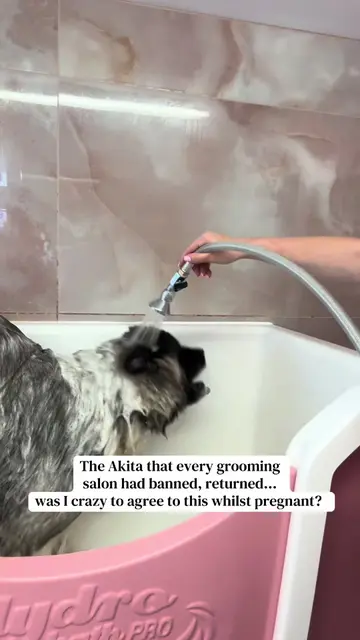 Over 4 million of you watched his last groom… and now he’s back! Simba the gorge