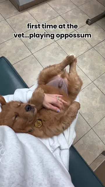 they can’t check my temp if I’m asleep right? #puppy #baby #goldenretriever 