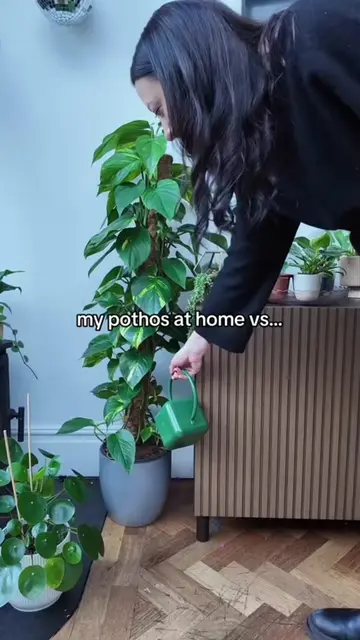 My pothos at home has a long way to go 🌱  I spotted these incredible pothos gro