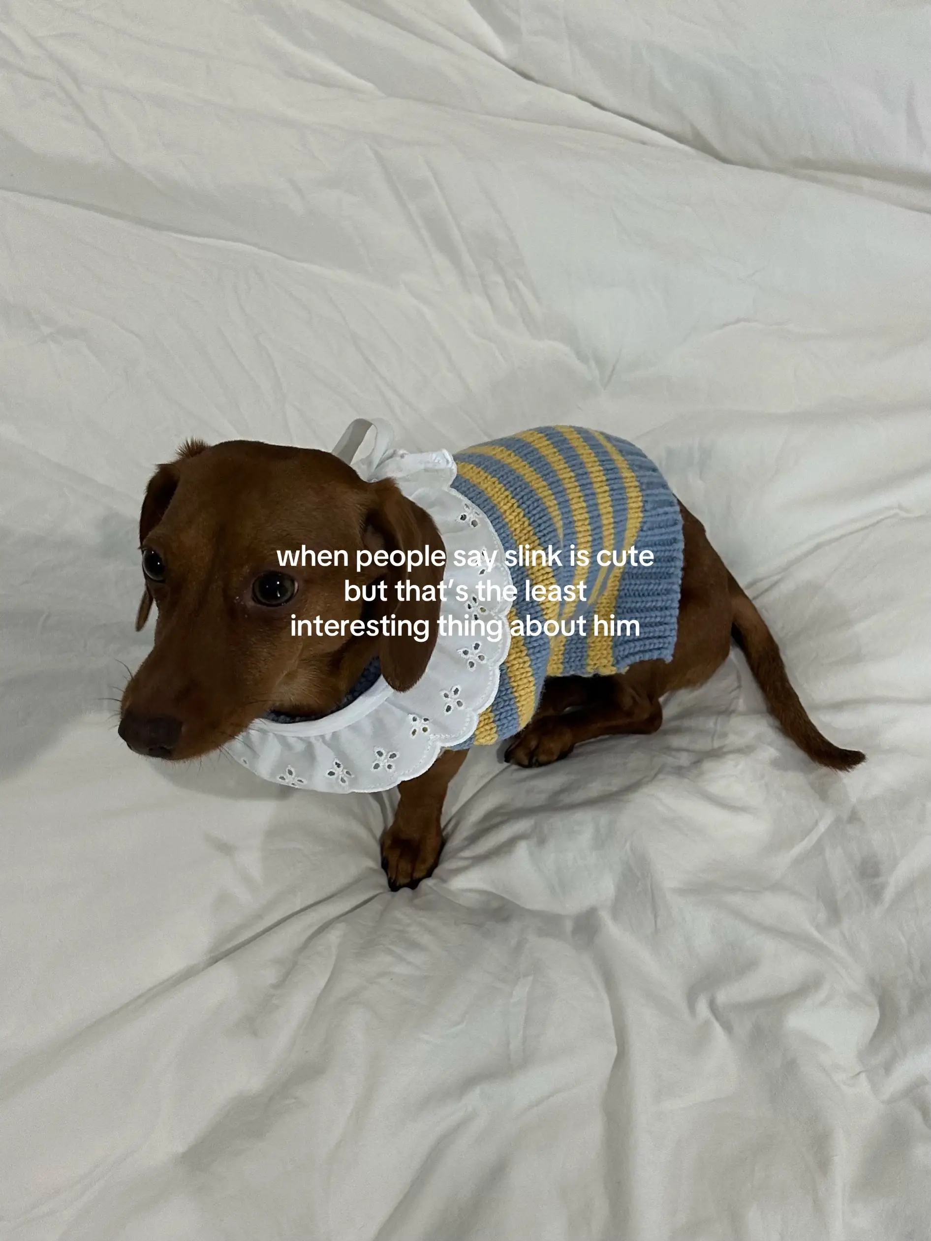 slink is more than cute #minidachshund #miniaturedachshund #doglover #dogmom #do