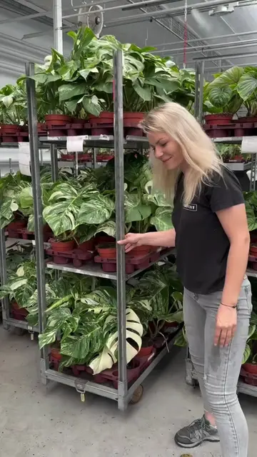 Looking for rare houseplants to boost your retail sales? 🌿 Add the stunning Mon