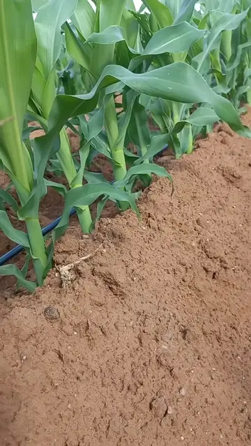 How do you call this type of maize farming? 