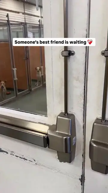 Every day people walk through our kennels looking for a new best friend. 🥹Every
